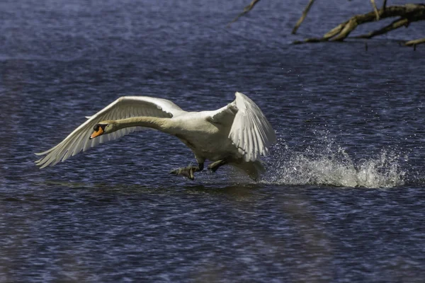 Крупный План Белого Лебедя Плавающего Воде — стоковое фото