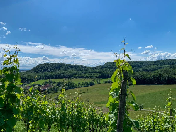 Schöne Aufnahme Eines Weinbergs Einem Grünen Feld Unter Wolkenverhangenem Himmel — Stockfoto
