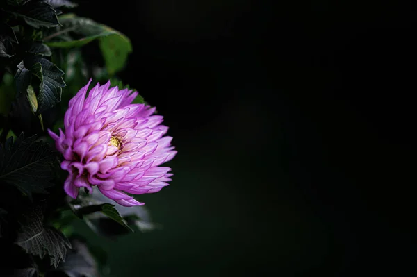 Ένα Κοντινό Πλάνο Από Ένα Ροζ Χρυσάνθεμο Λουλούδι Μαύρο Φόντο — Φωτογραφία Αρχείου