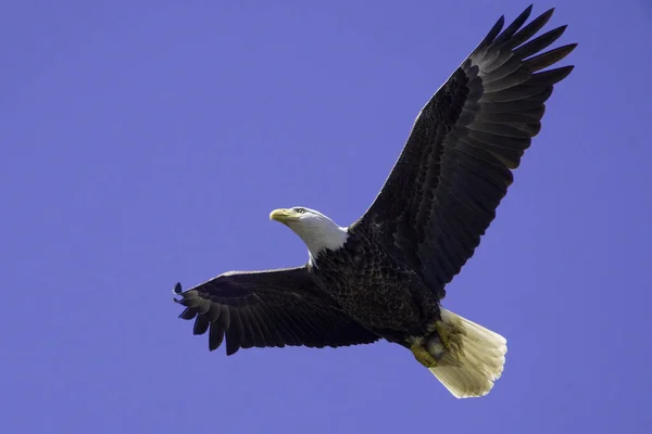 Bald Eagle Flying High Blue Sky — Stock Photo, Image