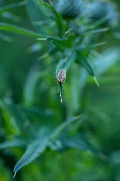 Yaprağın Üzerindeki Hamamböceğinin Dikey Odak Noktası — Stok fotoğraf