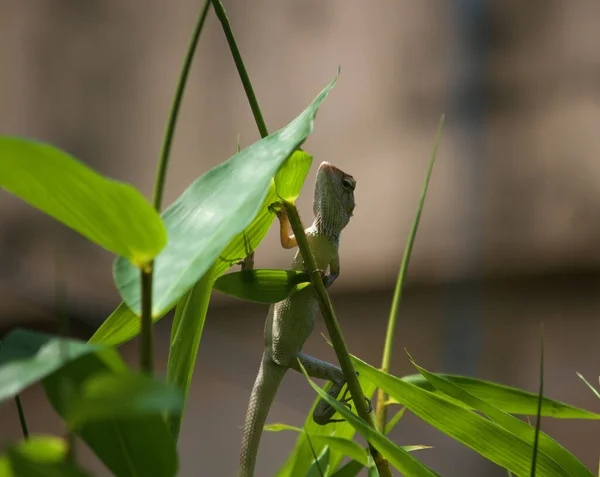 Chameleon Holding Bamboo Shoots Garden — Stock Photo, Image