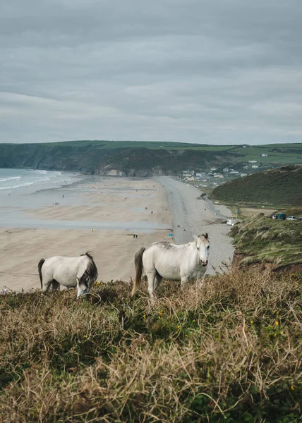 Colpo Verticale Cavalli Bianchi Pascolo Sulla Collina Nel Pembrokeshire Galles — Foto Stock