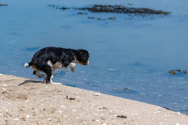 犬の騎兵王チャールズ可愛い子犬が海藻の中で入浴しようとしています — ストック写真