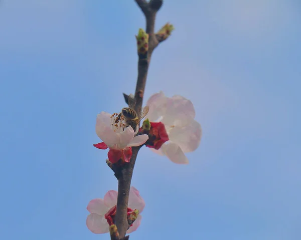 stock image A closeup of a bee collecting pollen from a bloomed apricot tree branch