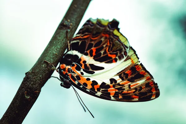 Closeup Shot Colorfu Butterfly Sitting Twig — Stock Photo, Image