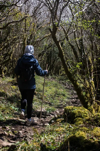 Hermoso Paisaje Camino Bosque Por Mañana —  Fotos de Stock