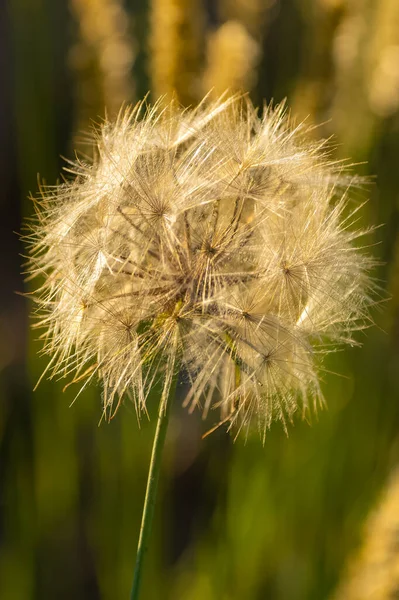 Une Fleur Pissenlit Dans Champ Beau Fond — Photo