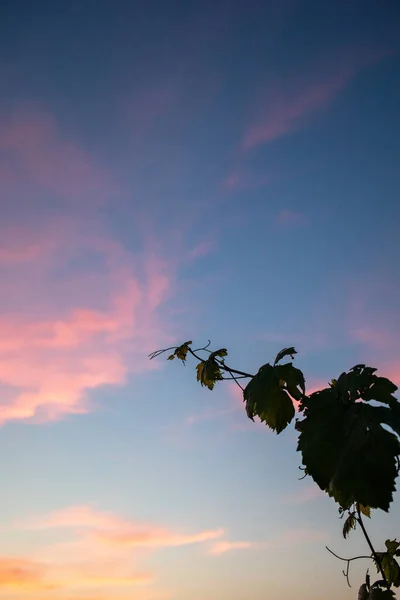 在夕阳西下的天空中 藤蔓植物的轮廓 — 图库照片