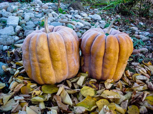 Primer Plano Dos Calabazas Amarillas Suelo Cubiertas Con Hojas Otoño — Foto de Stock