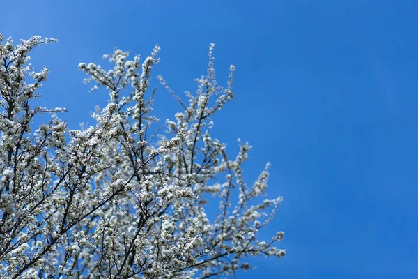 Beautiful Shot Bloomed Tree Isolated Blue Sky Background — Stock Photo, Image