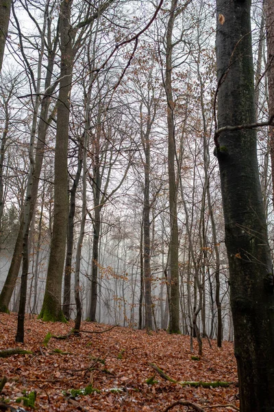 Vertikal Bild Torkade Träd Dimmiga Skogen — Stockfoto