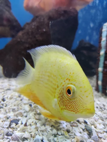 Nahaufnahme Eines Kleinen Fisches Aquarium — Stockfoto