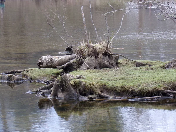 Gündüz Vakti Devrilmiş Ağaç Parçalarıyla Dolu Vahşi Bir Gölet — Stok fotoğraf