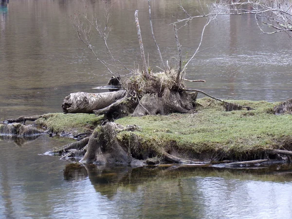 Uno Stagno Selvaggio Con Parti Alberi Caduti Durante Giorno — Foto Stock