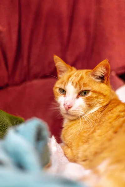 Μια Κάθετη Φωτογραφία Μιας Κοκκινομάλλας Γάτας Ξαπλωμένης Στον Καναπέ — Φωτογραφία Αρχείου