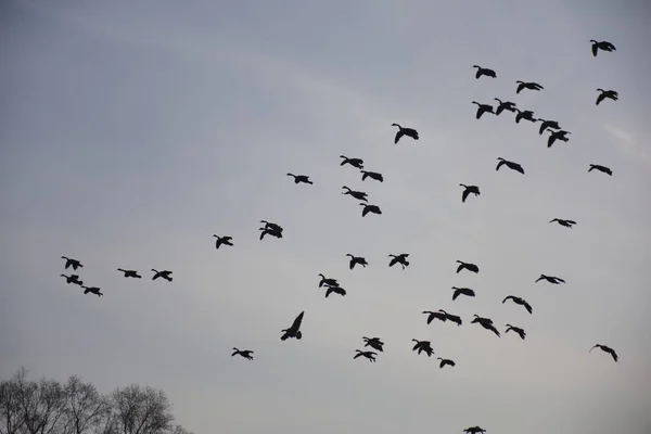 Vacker Utsikt Över Fåglar Som Flyger Himlen Solig Dag — Stockfoto