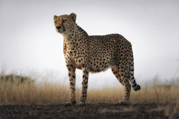 Uma Forte Cheetah Com Ervas Céu Cinza Fundo — Fotografia de Stock