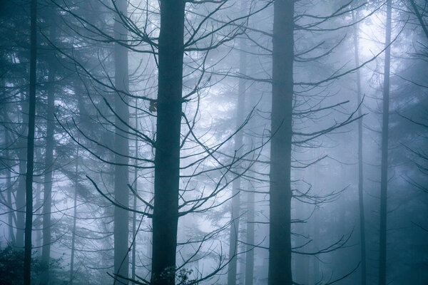 An eerie scenery of trees in the forest covered with fog
