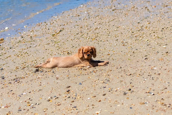 Süvari Bir Köpek Kralı Charles Sahilde Yatan Yakut Bir Köpek — Stok fotoğraf