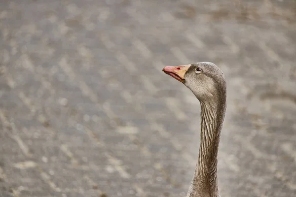 Ein Selektiver Fokusschuss Auf Den Kopf Einer Gans — Stockfoto