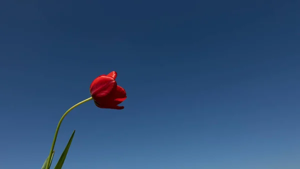Красный Весенний Цветок Перед Синим Бэкграундом — стоковое фото
