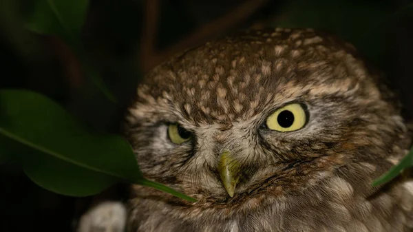 小さなフクロウ アテネ ノクトゥア の夜行性の鳥がカメラを見て — ストック写真