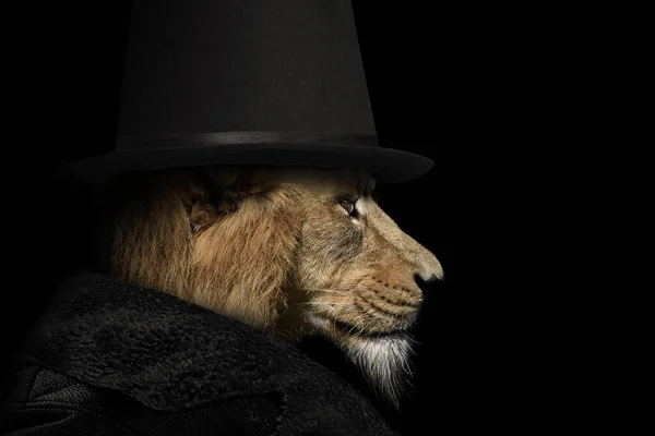 Lion Wearing Coat Hat Isolated Black Background — Stock Photo, Image