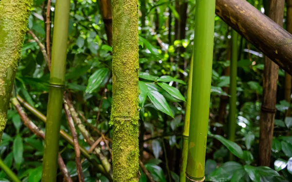 Mousse Sur Les Tiges Bambou Autour Des Chutes Manoa Oahu — Photo