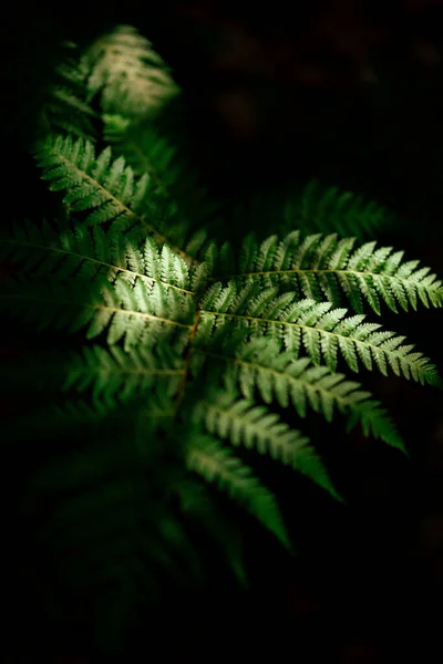 Beau Gros Plan Feuilles Fougère Isolées Sur Fond Noir — Photo