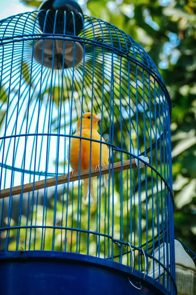 Hermoso Pájaro Canario Pie Sobre Soporte Madera Una Jaula Azul — Foto de Stock