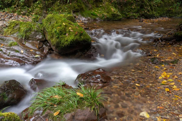 森の中の川の美しいショット — ストック写真