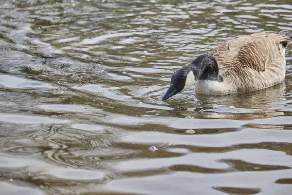 Nahaufnahme Einer Ente Die Wasser Aus Einem See Trinkt — Stockfoto
