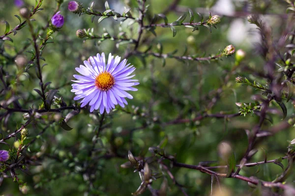 Bella Fotografia Colori Oggetto Primaverile — Foto Stock