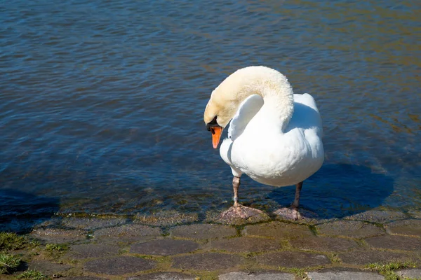 Bílá Labuť Mávající Křídly Řeka Moselle Německu Vodní Ptáci Volně — Stock fotografie