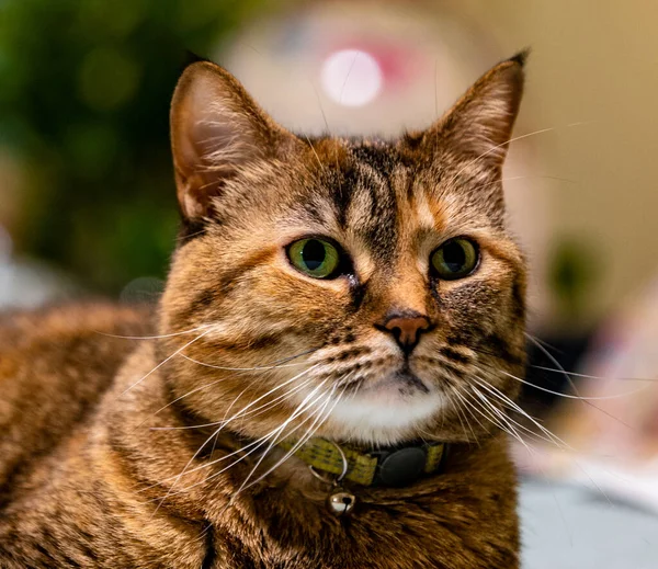 Крупный План Очаровательного Полосатого Оранжевого Кота Зелеными Глазами — стоковое фото