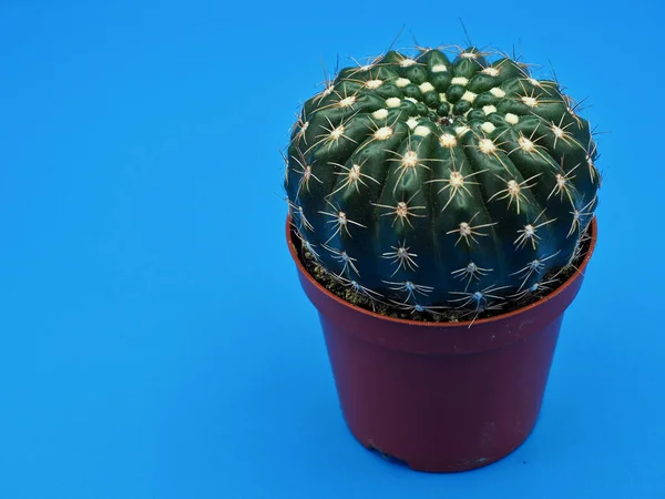 Izolált Kis Kaktusz Váza Kék Háttérrel — Stock Fotó