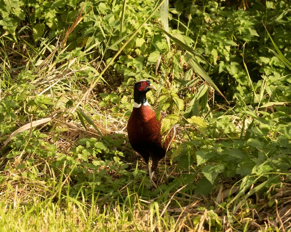 Male Ring Necked Pheasant Phasianus Colchicus Emerging Stining Nettles Woodland — Stock Photo, Image