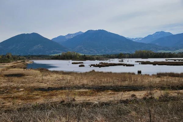 Bayern Deki Einem Hochmoor Ansichten — Stok fotoğraf