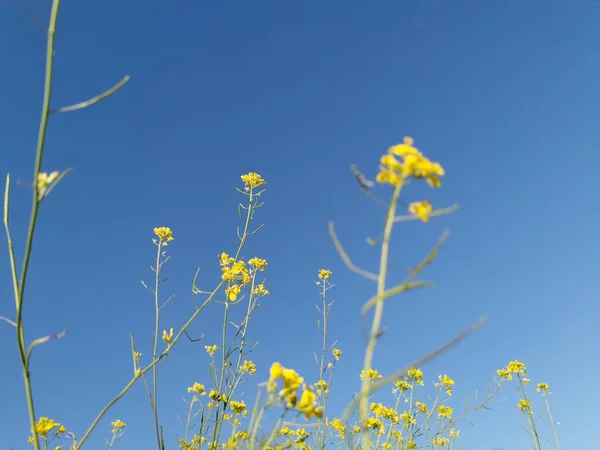 Naturskön Utsikt Över Gula Rapsfrön Blommor Blå Himmel Bakgrund Ett — Stockfoto