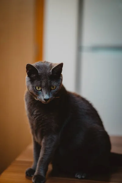 A vertical closeup of the Russian Blue Cat commonly referred to as just Russian Blue.