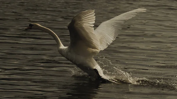 Прекрасный Вид Изящного Лебедя Летящего Над Озером — стоковое фото
