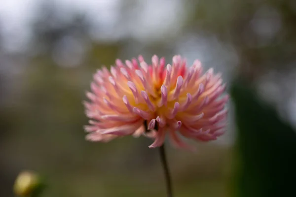 Bulanık Bir Arkaplanda Güzel Pembe Bir Çiçeğin Yakın Çekimi — Stok fotoğraf