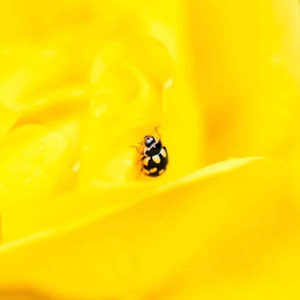 Kleiner Marienkäfer Propylea Quatuordecimpunctata Schwarz Gelbes Insekt Auf Einer Blütenrose — Stockfoto