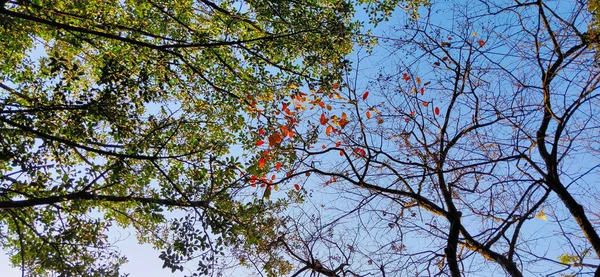 Nízkoúhlý Záběr Listí Stromů — Stock fotografie