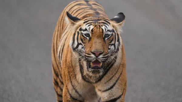 Крупный План Тигра Идущего Дороге — стоковое фото
