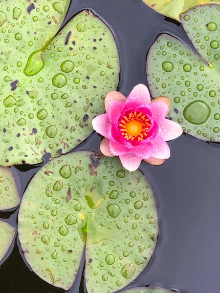 Blommande Näckros Vatten Dyrt Växande Näckros Rosa Näckros Vattendroppar Blad — Stockfoto