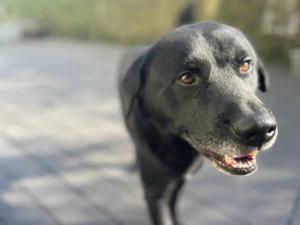 Close Cão Labrador Preto Bonito Com Olhos Castanhos — Fotografia de Stock