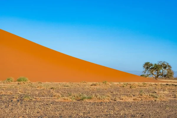 Namibia Desierto Namib Árbol Aislado Las Dunas Rojas Fondo — Foto de Stock