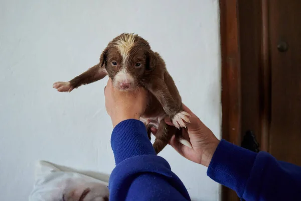 Egy Kéz Kezében Egy Aranyos Szakállas Collie Puppy Fehér Fal — Stock Fotó